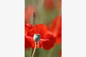 Klatschmohn 