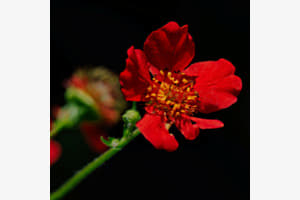 Rote Blütenpracht