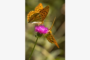 Sommerfreude Sommerfreude