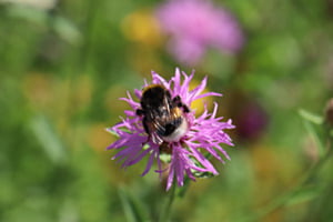 Blütenhummel