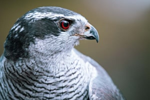 Tierisch gut im Blick Tierisch gut im Blick