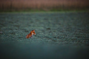 Ein Funken Wildnis Ein Funken Wildnis