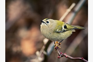 Wintergoldhähnchen Wintergoldhähnchen