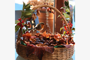 Rotkehlchen am Fressnapf Rotkehlchen am Fressnapf