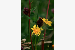 Wiesenbocksbart