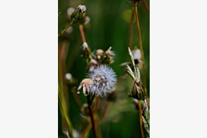 Wiesenbocksbart