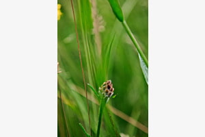 Wiesenblume