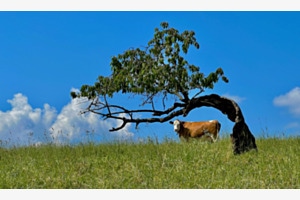 Krummer Kischbaum Krummer Kischbaum