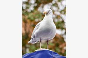 Möve