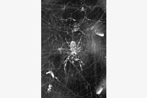 Im Netz