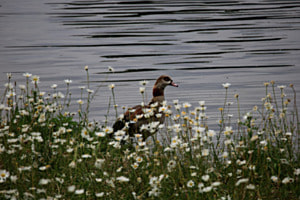 Nilgans