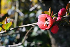 Biene in der Blume