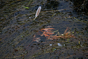 Feder im Teich