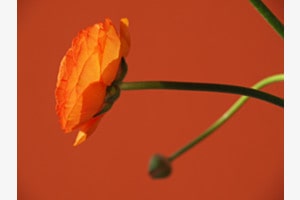Shades of Orange