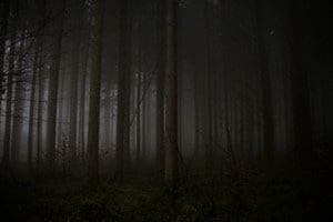 Wald im Nebel Wald im Nebel