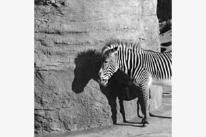 Zebra‘s Sonnenbad Zebra‘s Sonnenbad