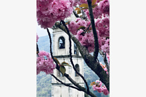 Prunus
