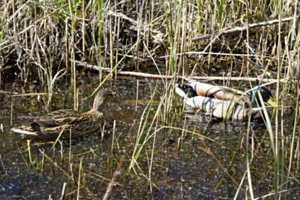 Gemeinschaft im Teich Gemeinschaft im Teich