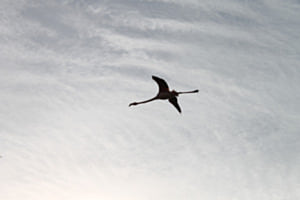 Flamingo Flamingo