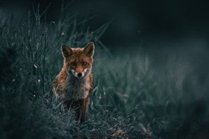     Stille Augenblicke