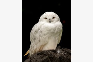 Schneeeule