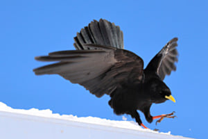 Anflug