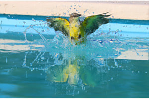 Benteveo nimmt eine Dusche im Pool 