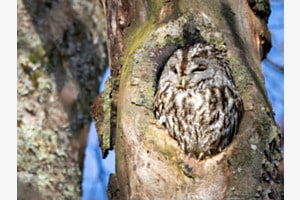 Gemächlicher Waldkauz II (von Meisen entdeckt und gemobbt) Gemächlicher Waldkauz II (von Meisen entdeckt und gemobbt)
