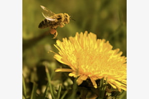 Fleissige Biene