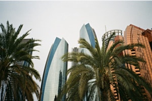 palm trees