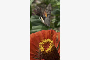Im Garten Im Garten