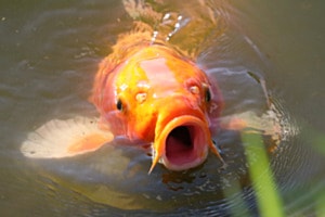 Findet Nemo....