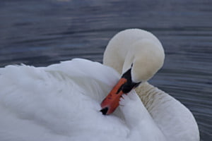 Eleganter Schwan Eleganter Schwan
