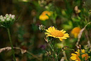 Wiesenpippau Wiesenpippau