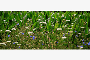 Sommerwiese Sommerwiese