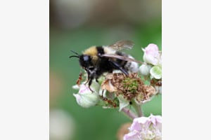 Hummel trifft auf Ameise
