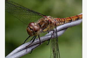Heidelibelle