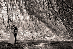 held by the forest held by the forest