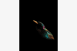 Colors in the darkness