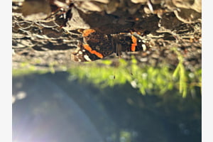 Sonne tanken