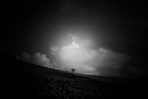 Baum mit Hut 