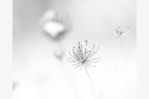 Winterkunst