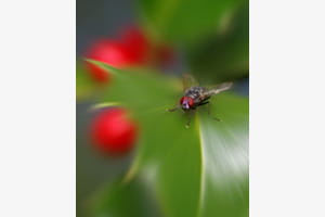 Fliege