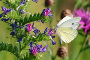 Schmetterling