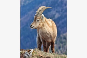 König der Alpen König der Alpen
