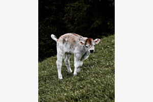 Early morning calf Early morning calf