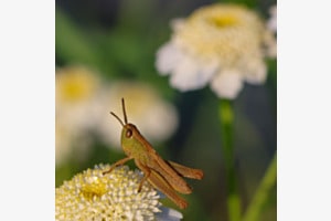 Grashüpfer im Abendlicht