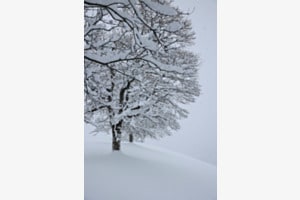 Leise rieselt der Schnee