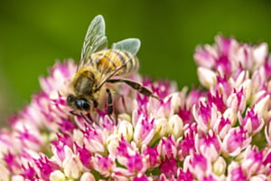Biene in der Blüte