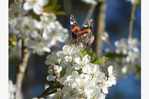 Blütenzauber